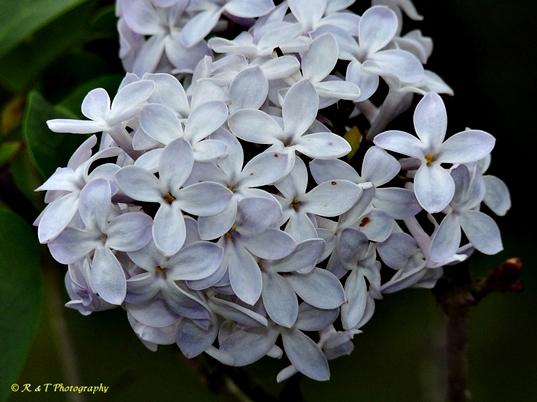 {Syringa vulgaris}